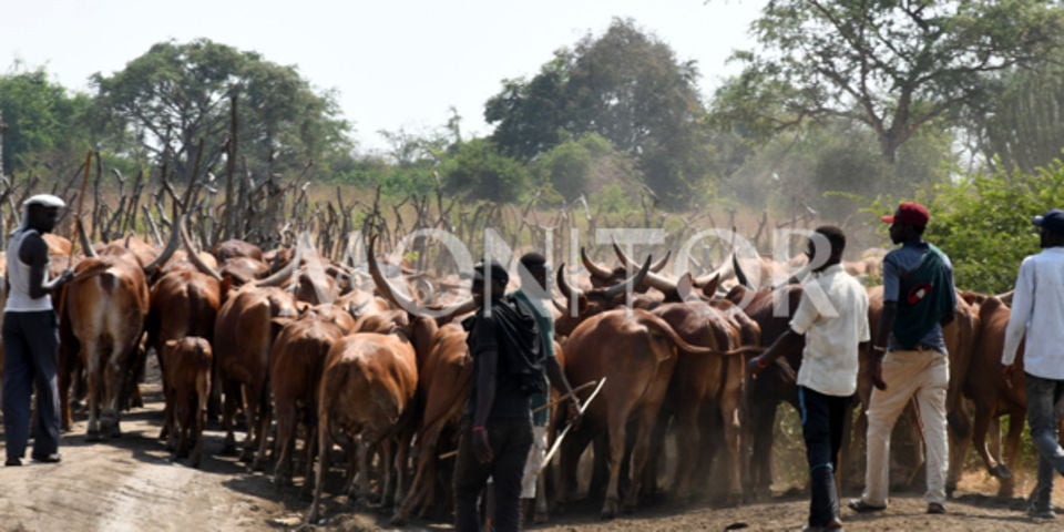 Controversy as Livestock Dealers Ignore Quarantine in Pakwach District