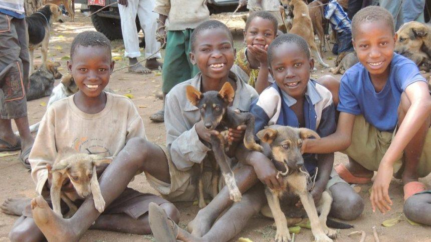 Unchecked Animal Bites Plague Luwero Residents as Officials Falter in Response