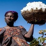 90 percent of Uganda’s cotton is exported UMA
