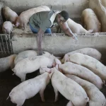 Antiretroviral Drug Scandal Unveiled Uganda Farm Animals at Risk