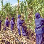 Bunyoro Outpaces Busoga and Buganda in Sugarcane Yield