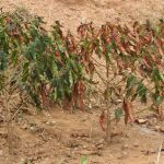 Challenges Mount as Dry Spell Affects Coffee Farmers in Ntungamo