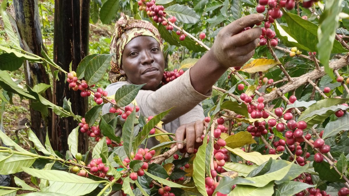Italy and Sudan Dominate Uganda's Coffee Export Market
