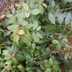 Controversy Surrounds Khat Farming as Parliament Passes New Bill