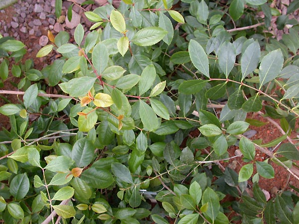 Controversy Surrounds Khat Farming as Parliament Passes New Bill