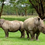 Community in Rakai District Appeals for Measures Against Stray Hippos