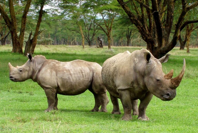 Community in Rakai District Appeals for Measures Against Stray Hippos