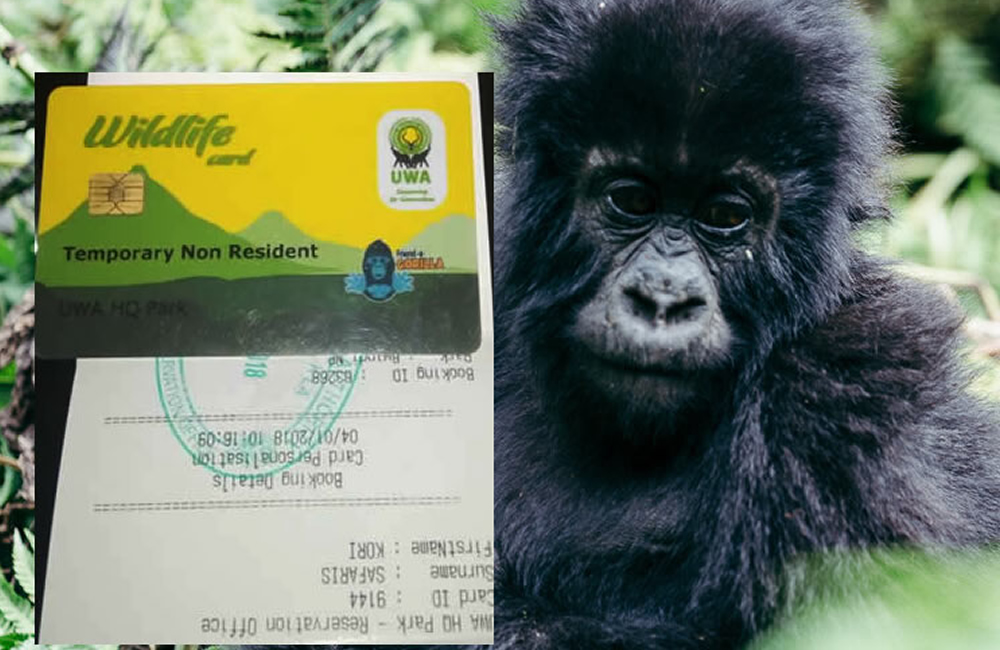Investigation Underway as Uganda Wildlife Authority Tackles Gorilla Permit Fraud