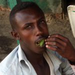 Desperate Khat Cultivators Beg President Museveni: 'Save Our Crop!