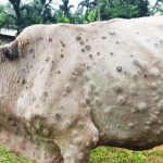 Lumpy Skin Disease Spreads Among Cattle in Namisindwa District