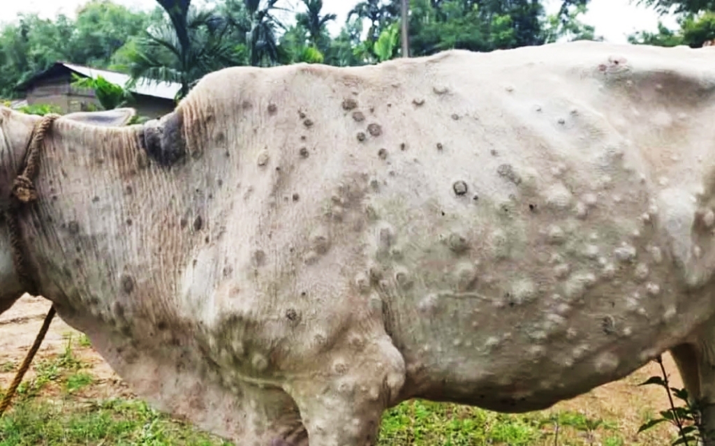 Lumpy Skin Disease Spreads Among Cattle in Namisindwa District
