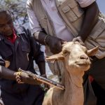 Pakwach vaccinates against goat disease