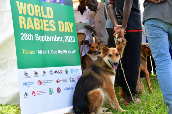 Rabies Remains a Challenge in Uganda, Despite Preventive Measures