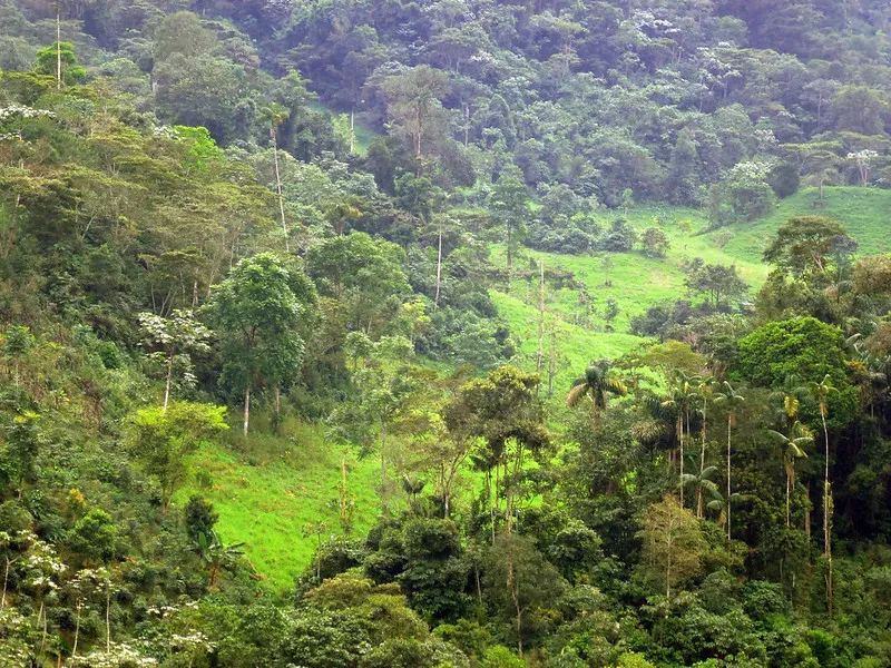 Restoring Luweero's Forests: A Community Effort