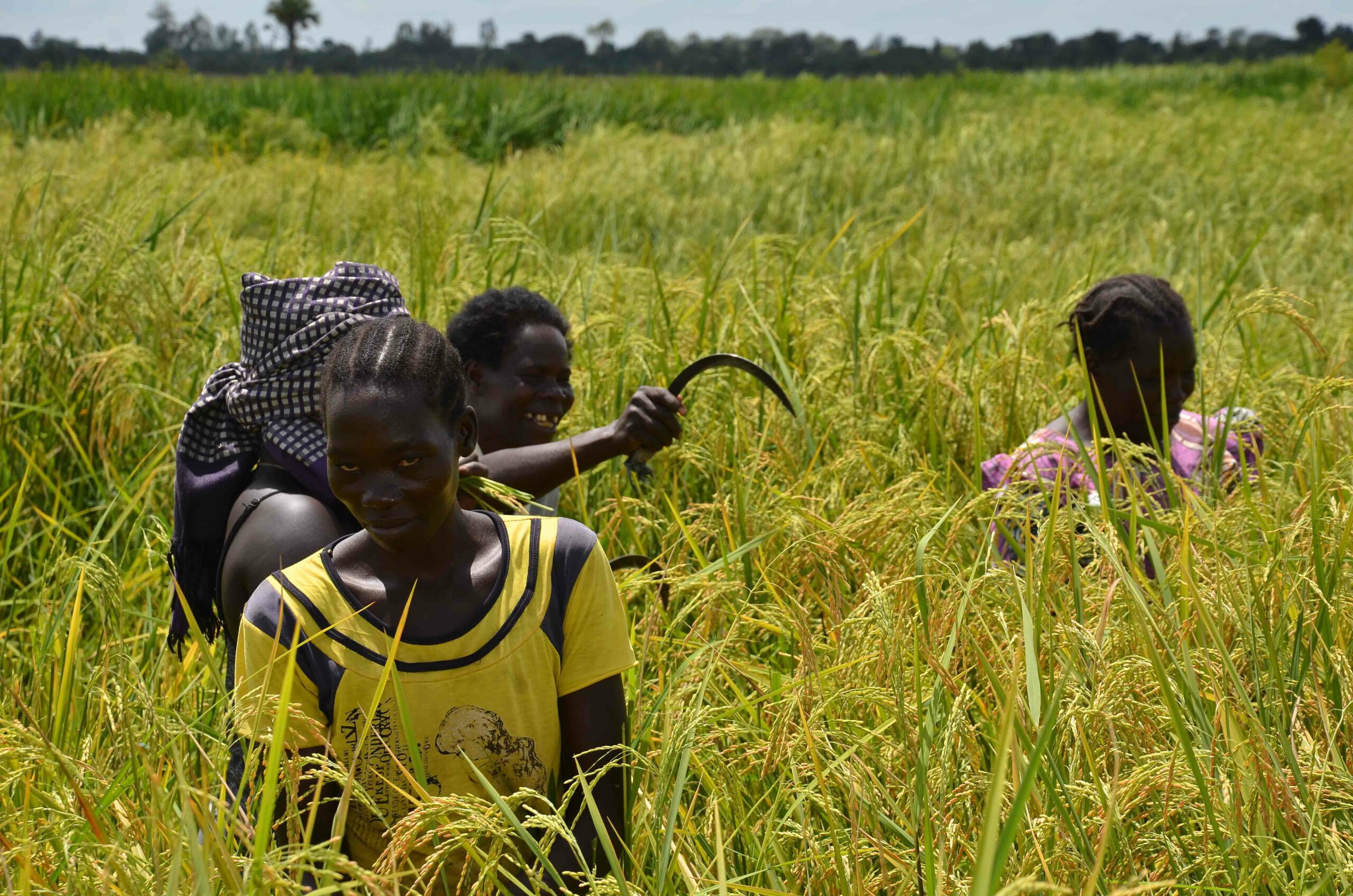 Women harvesting rice at Tochi in Oyam last year
