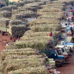 Sugar Trade Dispute Sparks Economic Concerns in Uganda