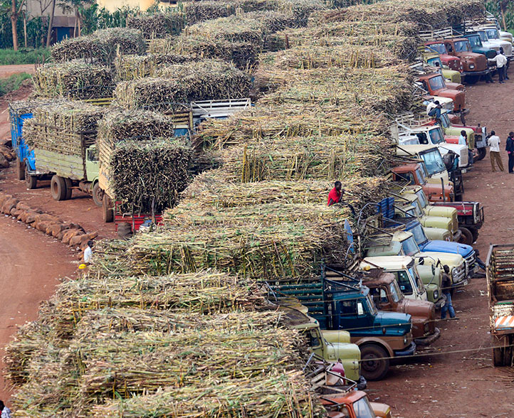 Sugar Trade Dispute Sparks Economic Concerns in Uganda