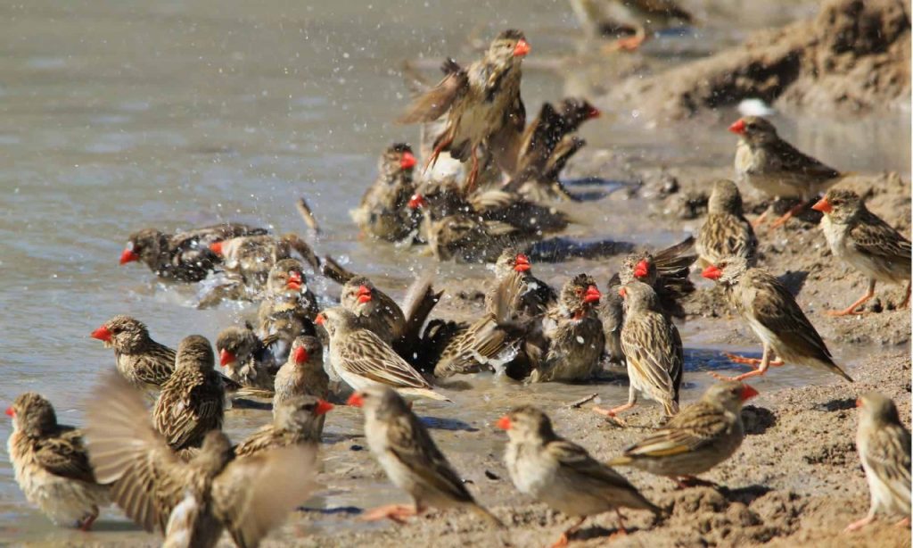 Tanzania Takes Measures to Protect Rice Fields from Bird Threat