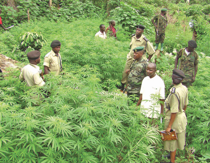 Uganda Legalizes Medicinal Marijuana Cultivation: New Law Explained