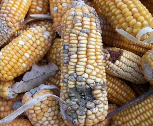 In Uganda, there have been cases of food contaminated with these toxins, which can lead to liver cancer. Even food given to people during the COVID-19 pandemic had aflatoxins in it. Also, food from Uganda that was going to other countries got stopped because of aflatoxins. For example, in July, many trucks carrying maize were stopped at the Uganda-South Sudan border because the maize had too many aflatoxins.