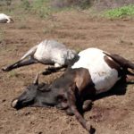 dead cows gunned down