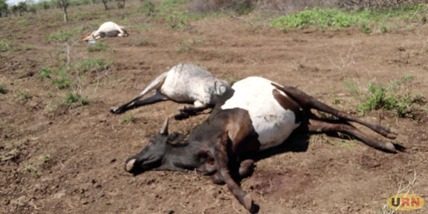 dead cows gunned down