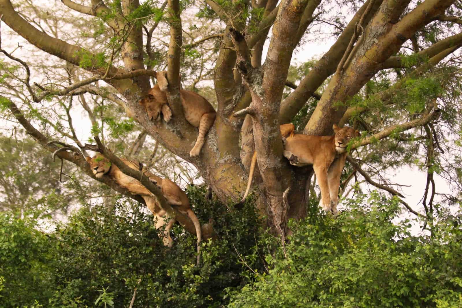 Setback Strikes Uganda's Thriving Tourism Sector After Park Attack