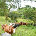Apac Residents Seek Resolution for Maruzi Forest Issue