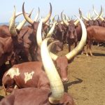 Acholi MPs and Government Clash on Balaalo Eviction