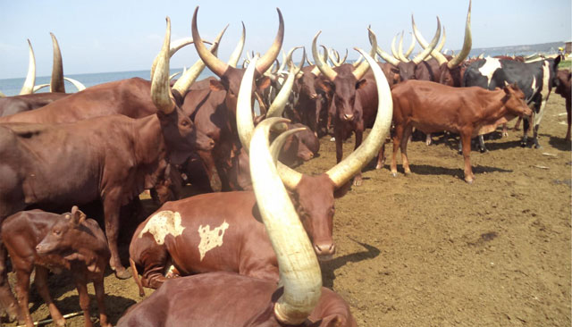 Museveni Extends Executive Order Affecting Balaalo for Additional 20 Days