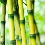 Bamboo in Uganda - Growing Demand for Bamboo in Lamwo Raises Concerns