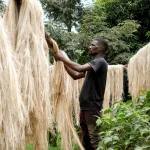 Ugandans Transforming Banana Waste into Valuable Fibres