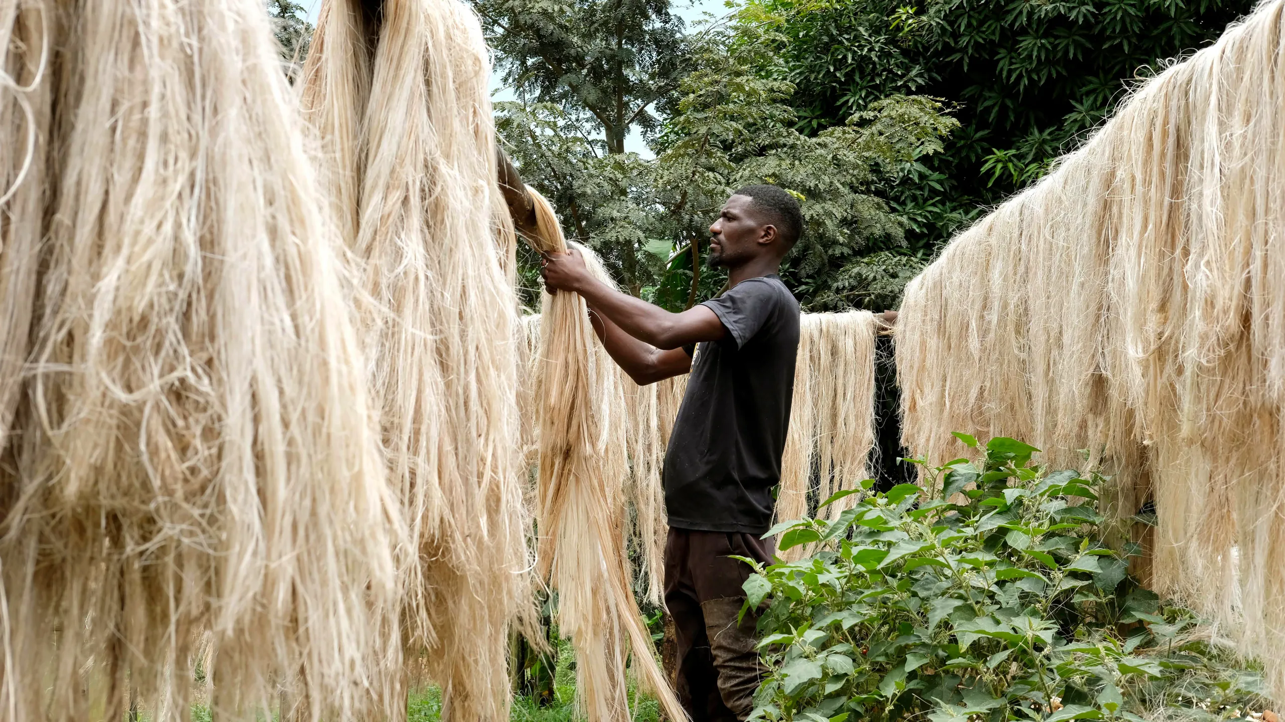 Ugandans Transforming Banana Waste into Valuable Fibres
