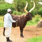 Cattle Keeper Mediation in Acholi