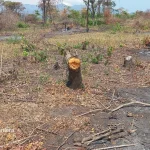 Boda Boda Involvement Fuels Northern Uganda's Charcoal Trade