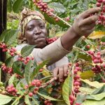 Ugandan Coffee Farmers Identify Challenges in Coffee Value Addition Chain