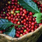 Coffee Table Book Recognizes Women's Role in Uganda's Business Sector