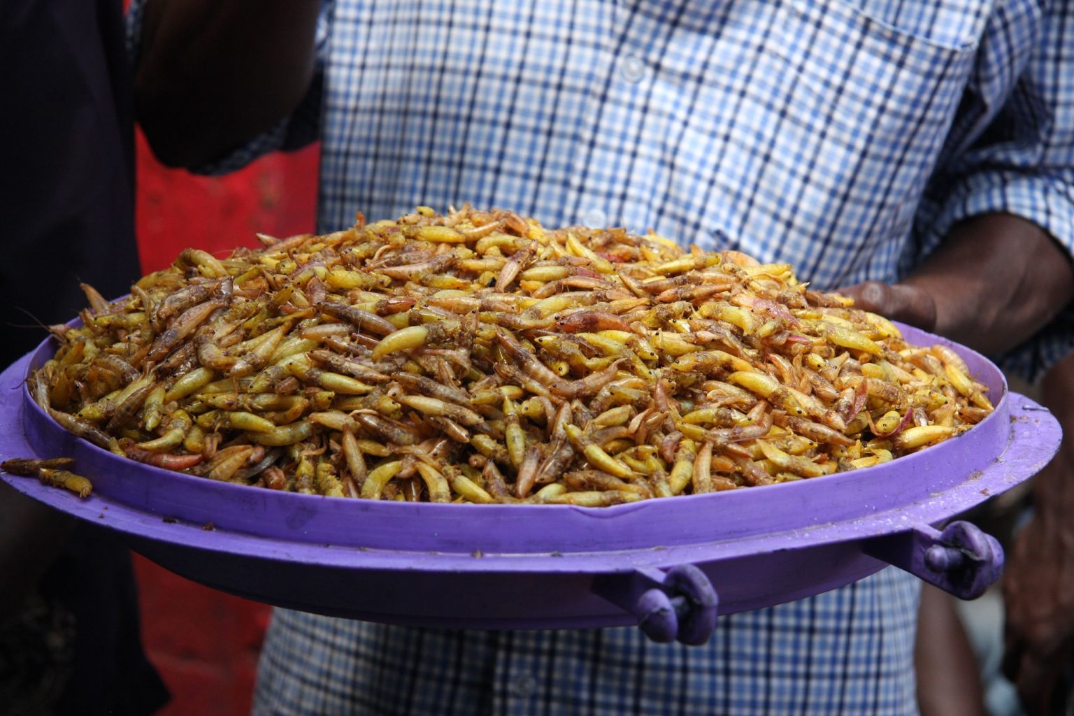 Cooked grasshoppers 1536x1024
