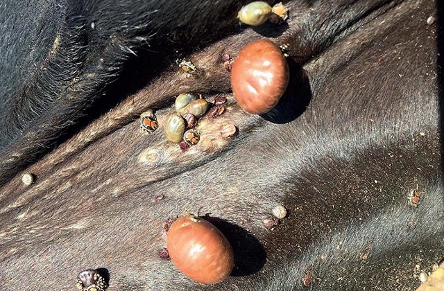 Cow Ticks Uganda