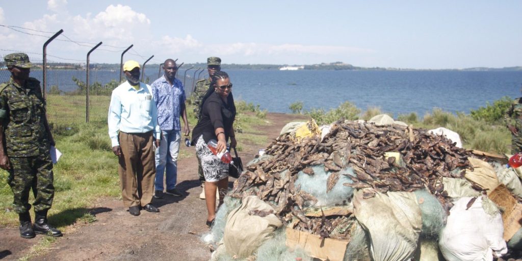 Crackdown on Illegal Fishing Nets and Young Fish in Entebbe