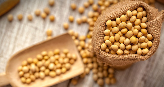 Dry Soybeans