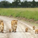 Hidden Lion Cubs Found in Uganda's Queen Elizabeth National Park