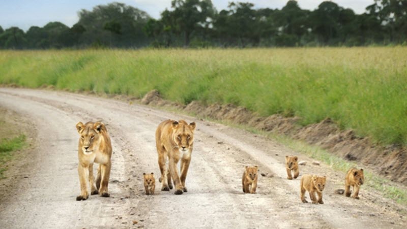 Hidden Lion Cubs Found in Uganda's Queen Elizabeth National Park