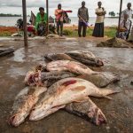 Fish Uganda