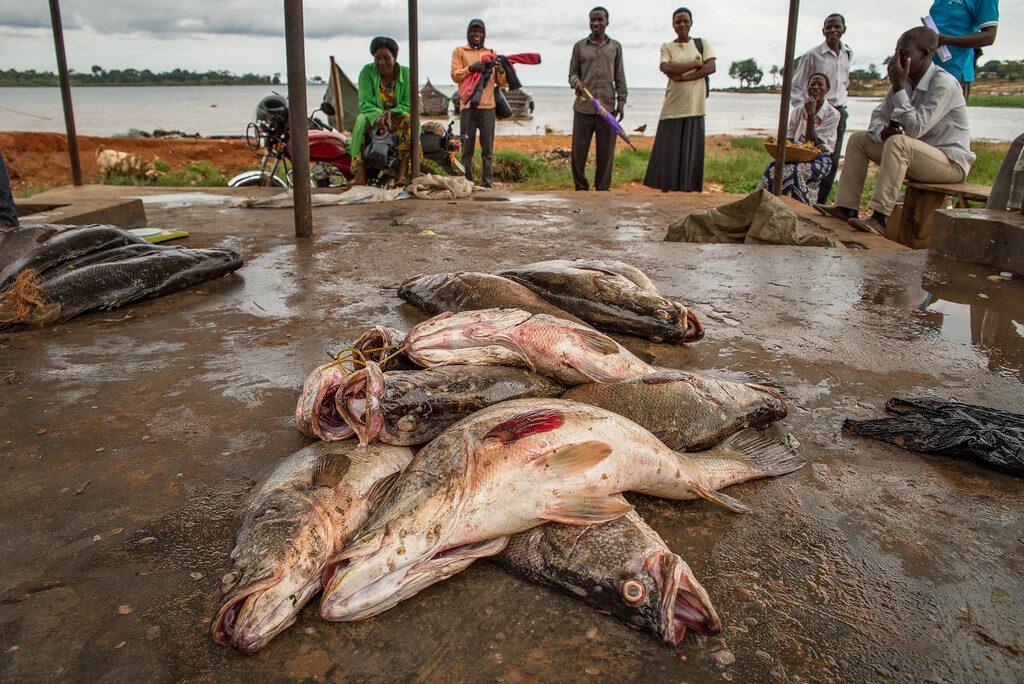 Fish Uganda