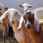 Goats