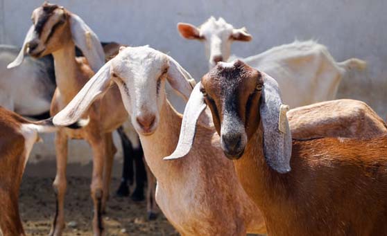 Goats