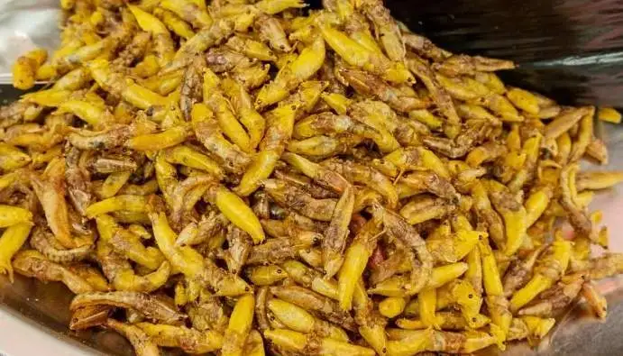 Grasshoppers Grasshoppers
