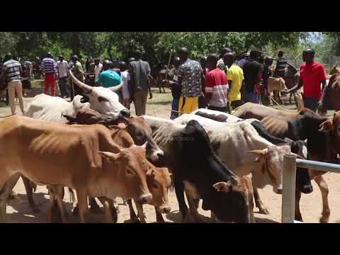 Improve livelihoods in Karamoja USAID rehabilitated karita livestock market. youtube