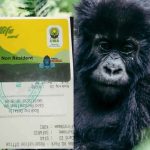 Corruption Scandal Hits Uganda Wildlife Authority Over Gorilla Permits